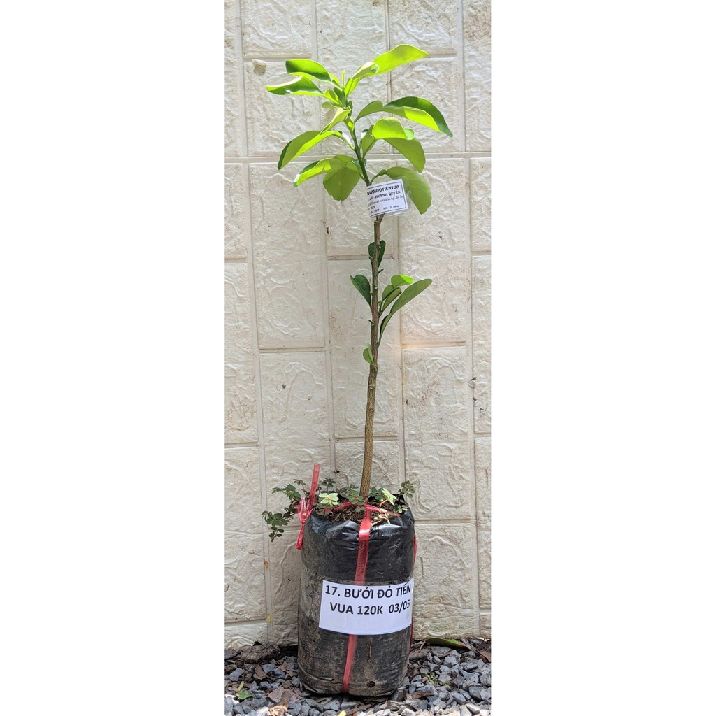 Bưởi đỏ luận văn