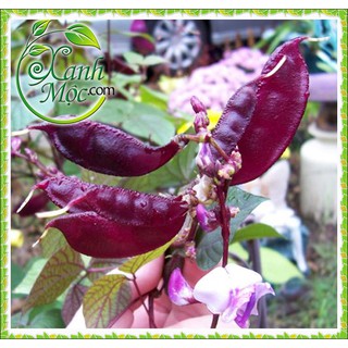 Hạt giống Đậu ván đỏ