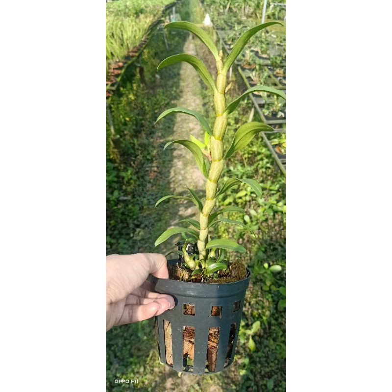 Lan Dambri hoa trắng lưỡi cam