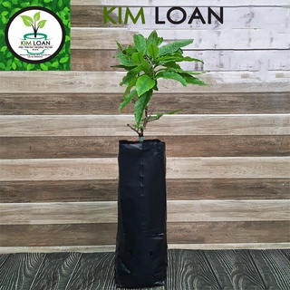 Bầu ươm chuyên dùng trồng mai chân dài