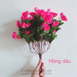 Cây Đỗ Quyên - Hoa Giả