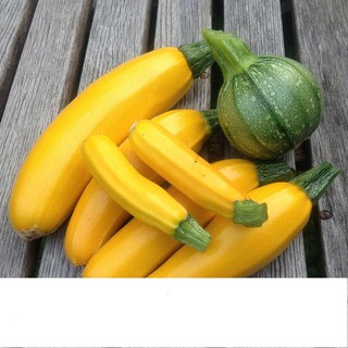 Hạt Giống Bí Ngòi Vàng F1 Dễ Trồng, Năng Suất Cao 1gr