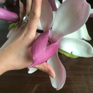 CÂY HOA MỘC LAN ĐANG CÓ NỤ