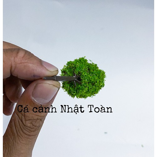 CÂY THÔNG NHỰA NHÂN TẠO TRANG TRÍ BỂ CÁ TIỂU CẢNH CAO 6CM