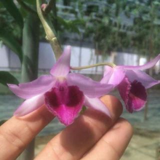 Hoa lan giả hạc/phi điệp Châu Như giống