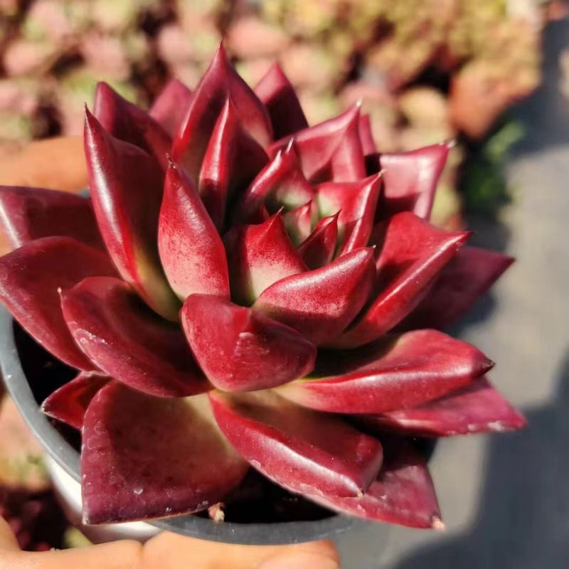 Sale 50%- Sen đá Đế đỏ rực.