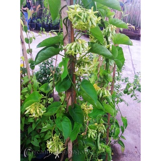 Cây hoa thiên lý ⚡Freeship⚡giống siêu hoa 🌴Mua 4 tặng 1 cây bất kì🌴
