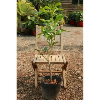 Cây 🌲 Bưởi Rupy ruột đỏ đậm