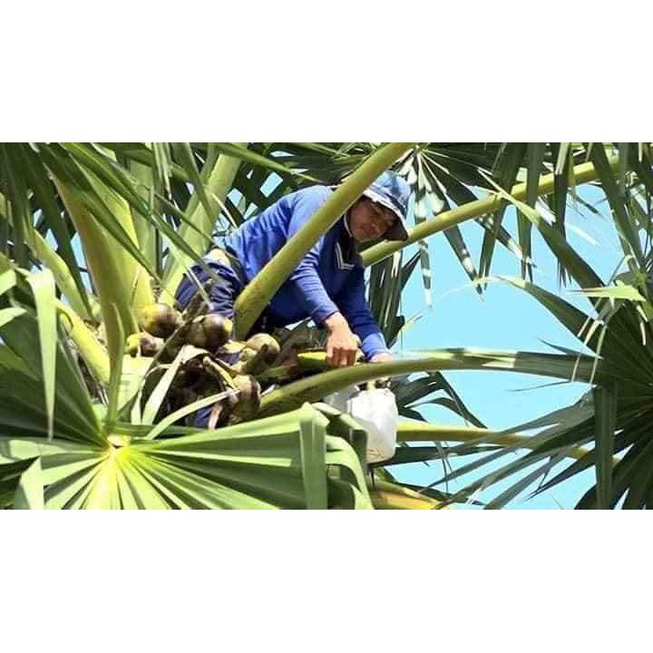 ĐƯỜNG THỐT NỐT NGUYÊN CHẤT