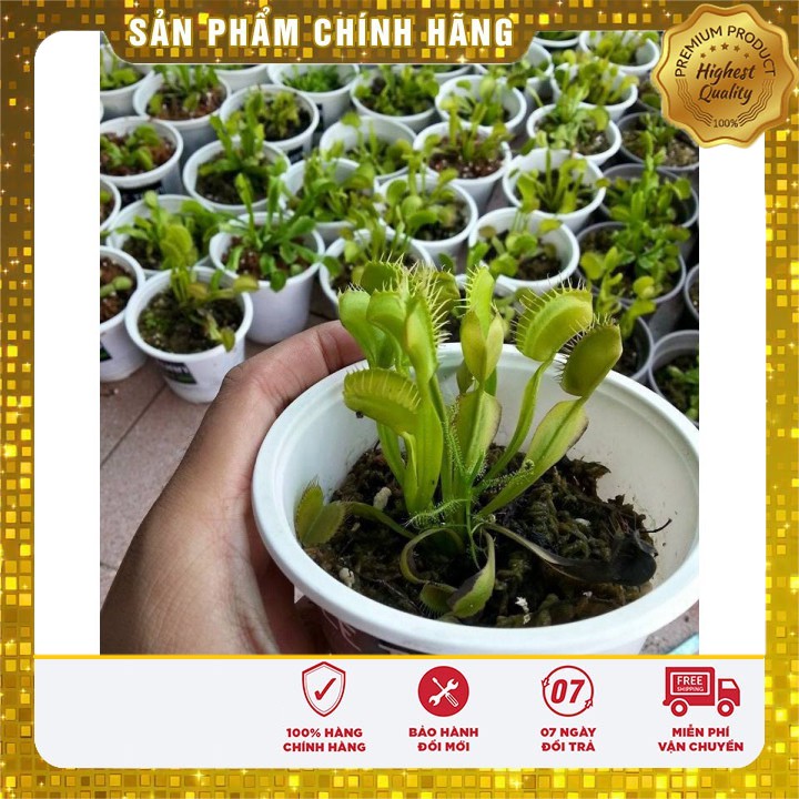 Hạt giống cây Bắt Ruồi + Diệt Côn Trùng ( 4- 5 hạt)