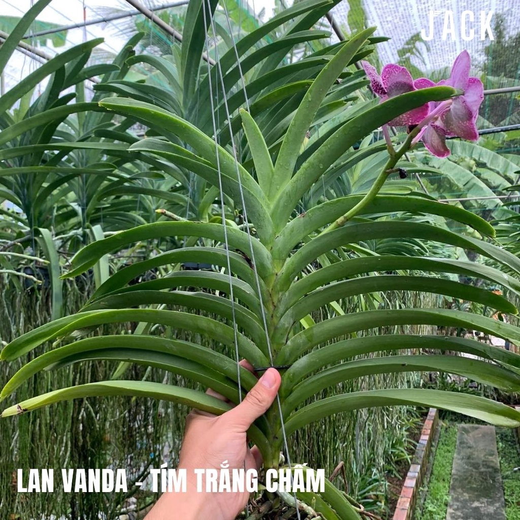 Lan Vanda Màu Tím Trắng Chấm