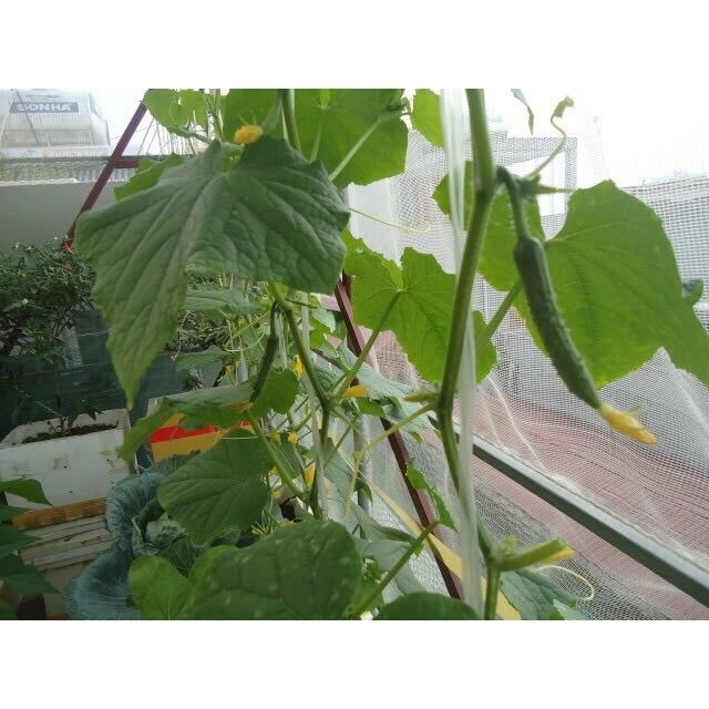 Hạt Giống Dưa Leo NHẬT BẢN - 10 hạt luckyseed hạt siêu rẻ