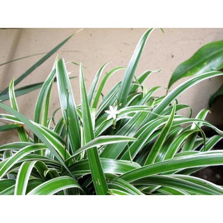 cây lan chi(mẫu tử), cây con giống-5pcs