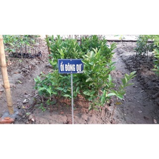 Cây giống ổi Đông Dư