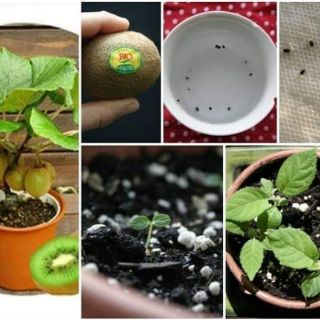 Hạt giống kiwi lùn