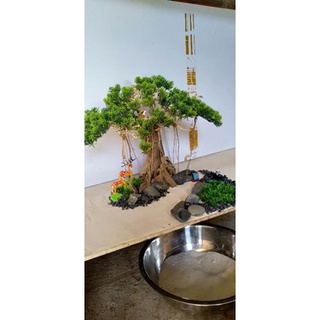 Bonsai hồ cá (gỗ lũa ) có 2mẫu