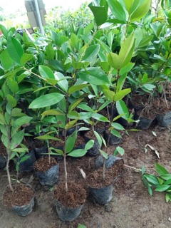 Cây Cherry anh đào Brazil cao 40cm trở lên