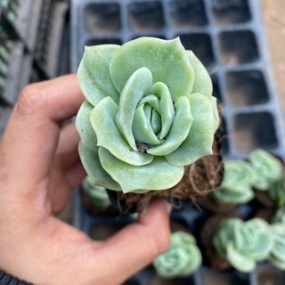 Sen đá hồng hà lan (hoa hồng xanh)
