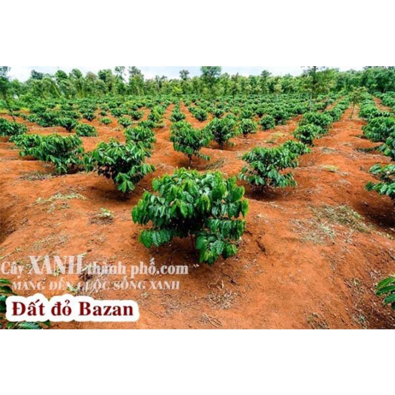 Đất Đỏ BAZAN Chính Gốc TÂY NGUYÊN
