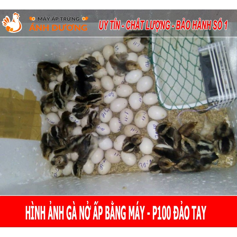 - Máy ấp trứng mini Ánh Dương P100 dây nhiệt Carbon- Ấp 1-100 trứng đảo tay, tự lắp ráp - Hàng Sẵn