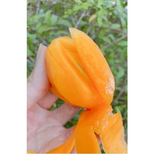 Cây Thanh Trà cây chiết sẵn hoa