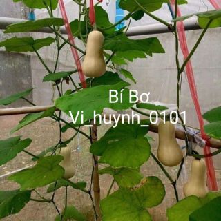 Bộ gói hạt giống Bí ăn ngọn