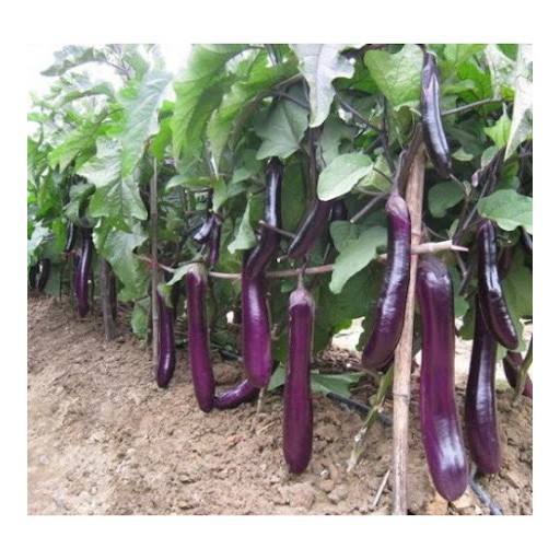 Hạt giống cà tím F1 loại siêu trái dễ trồng kháng sâu bệnh năng xuất cao [ gói 50gram,100gram,200gram ]