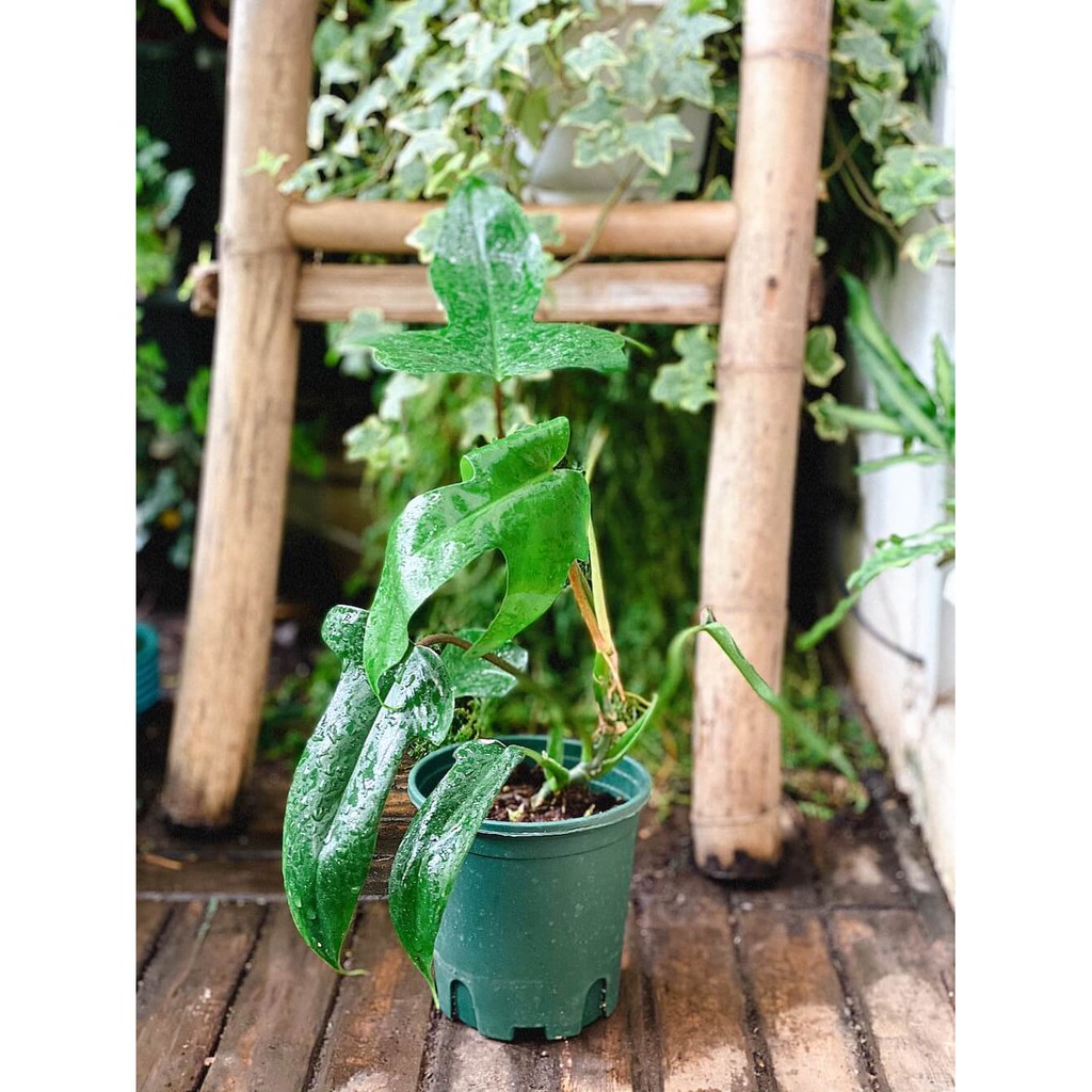 Cây Philodendron Florida Ghost (Trầu Bà Cánh Én, Trầu Bà Én) rất nhiều nodes để nhân giống chậu nhựa