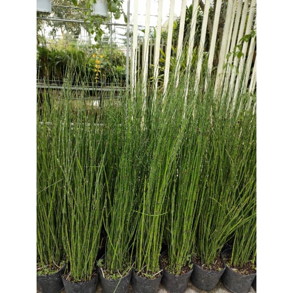 Cây thiền trúc