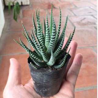 móng-rồng var-đã-loại-Lên-màu