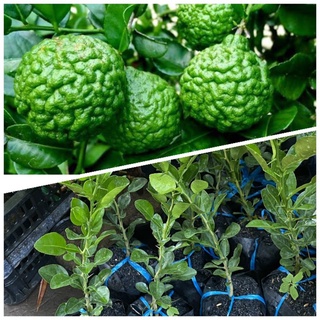 Cây Chanh trúc size to, nhỏ