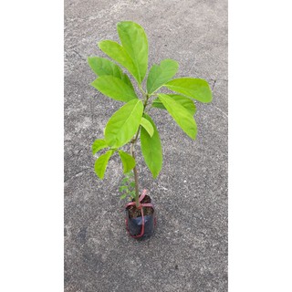 Cây dâu xanh gia bảo