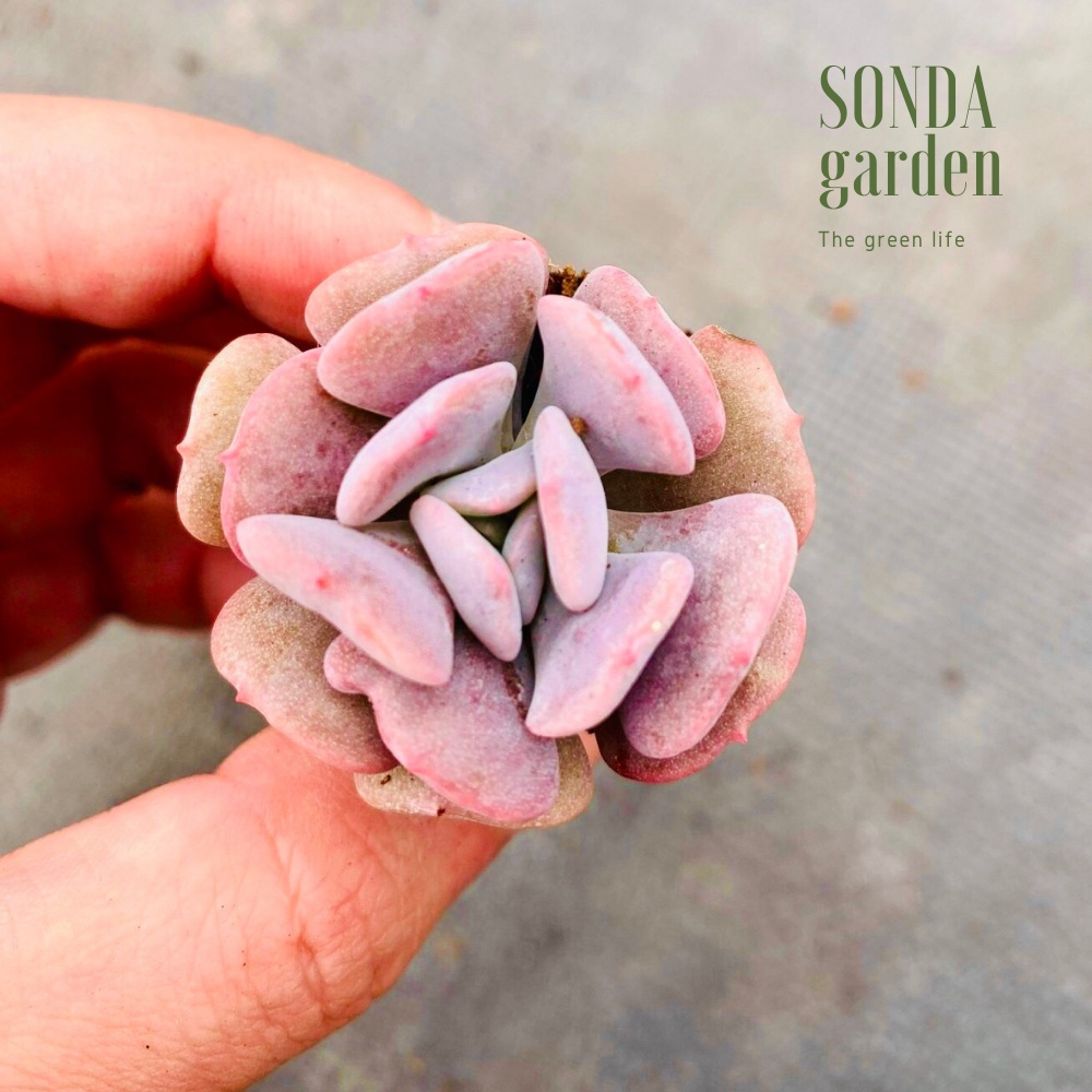 Sen đá cúc tím SONDA GARDEN size mini 2.5-4cm, xuất xứ Đà Lạt, khoẻ đẹp, lỗi 1 đổi 1