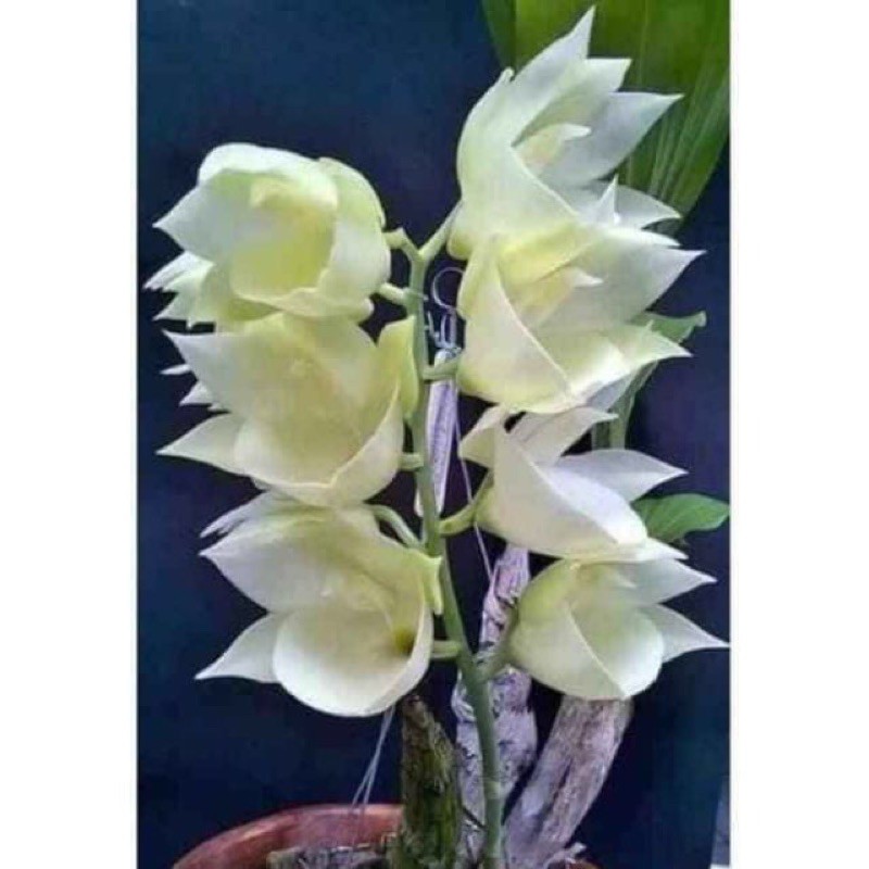 🍀HÀNG ĐẸP🍀Hoa Lan thiên Nga đủ màu combo 10 cây