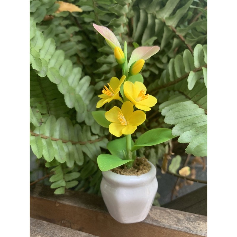 CHẬU HOA MAI/ HOA ĐÀO