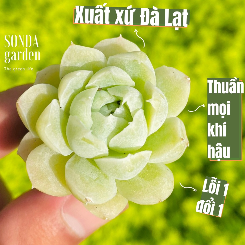 Sen đá tuyết trắng SONDA GARDEN size mini 2.5-4cm, cây cảnh trang trí nhà cửa, lỗi 1 đổi 1