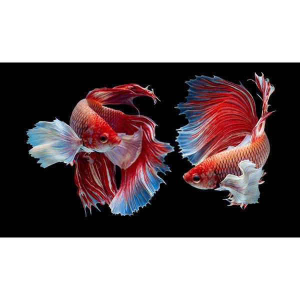 Cám Lá Aquafin Thước Ăn Cho Cá 7 Mầu, Guppy, ... 24g 55g 110g