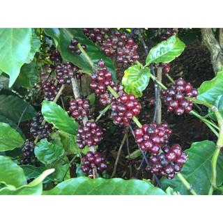 Cà phê Robusta nguyên chất 100% 250gr-500gr