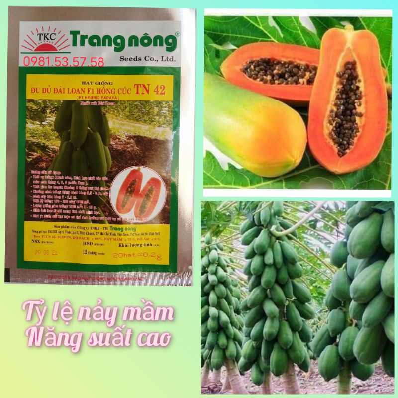Hạt giống đu đủ lùn ruột đỏ Trang Nông 20 hạt, siêu năng suất