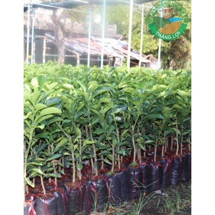 CÂY MĂNG CỤT GIỐNG-SAI TRÁI-MANG LẠI GIÁ TRỊ KINH TẾ CAO