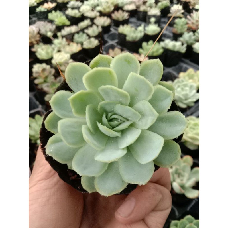 CẦN GÌ HƠN MỘT CHIẾC SEN ĐÁ BÁNH BÔNG LAN  HÃY CHO BẢN THÂN NGON TRƯỚC KHI NGƯỜI KHÁC THẤY MÌNH NGON, CHÚC MAY MẮN