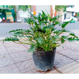 Cây trầu bà chân vịt - bầu đất, không chậu