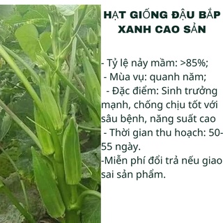 8 hạt giống đậu bắp xanh cao sản - dễ trồng năng suất cao