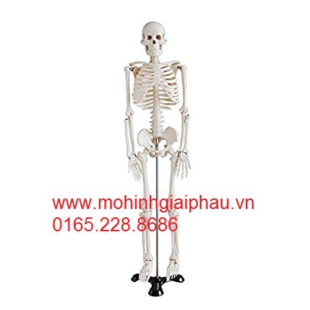 Mô hình giải phẫu bộ xương người trắng 85cm