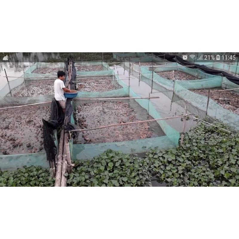Lồng, tráng , vèo nuôi ếch - chuyên nghiệp