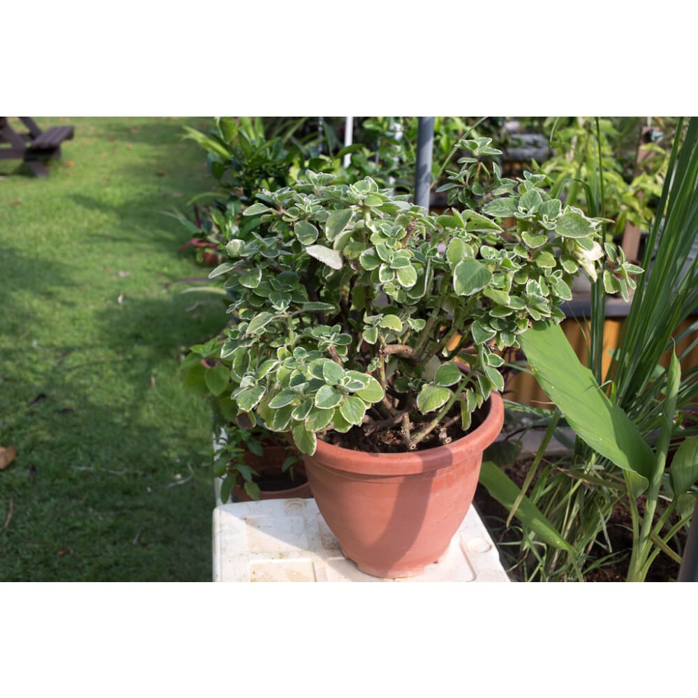 Cây Plectranthus amboinicus Cuban Oregano (Kinh Giới Cu Ba) (Lá Có Mùi Rất Thơm) chậu nhựa 8cm