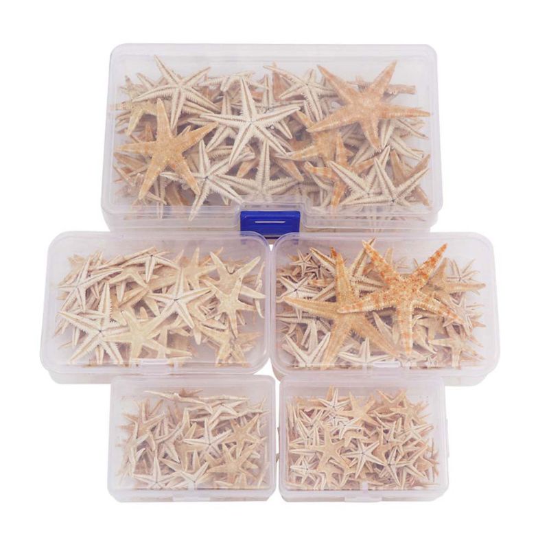 Hộp sao biển thật bằng resin epoxy dùng cho trang trí 1-5cm