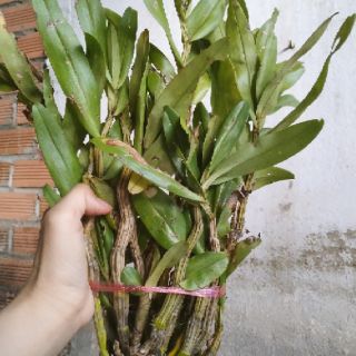 1 bui Lan nhất điểm hoàng
