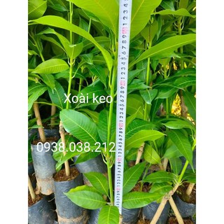 CÂY GIỐNG XOÀI KEO