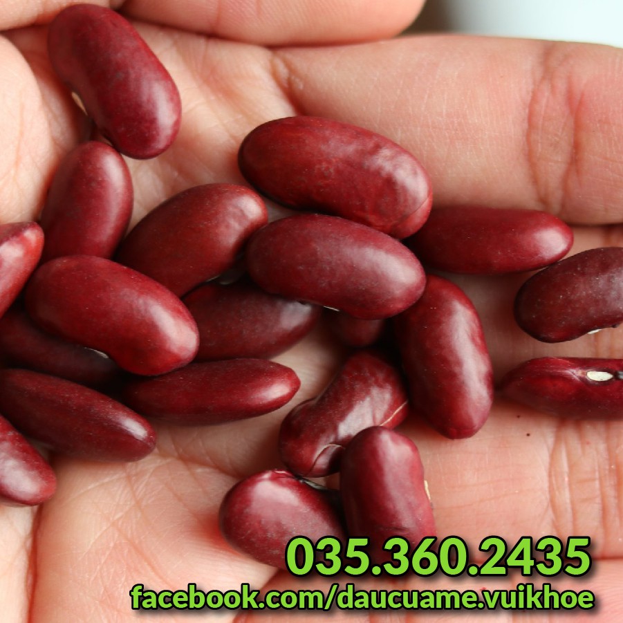Đậu đỏ hạt to